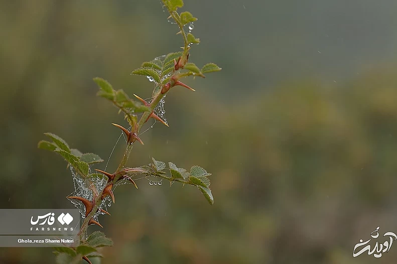 (تصاویر) همنشینی قطرات شبنم با تارهای عنکبوت